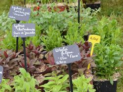 Foire aux plantes 2013