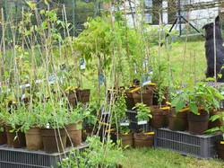 Foire aux plantes 2013