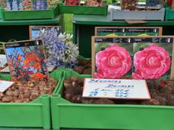 Foire aux plantes 2013