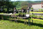 Foire aux plantes 2012
