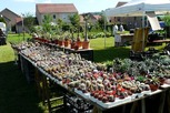 Foire aux plantes 2012