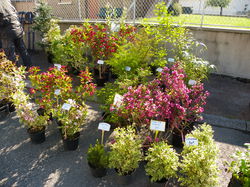 Foire aux plantes 2014