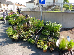 Foire aux plantes 2014