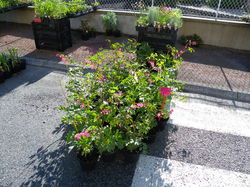 Foire aux plantes 2014