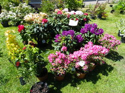 Foire aux plantes 2014