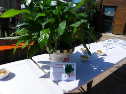 Foire aux plantes 2014