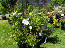 Foire aux plantes 2014