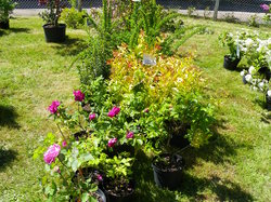 Foire aux plantes 2014