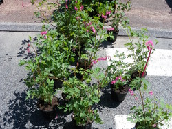 Foire aux plantes 2014