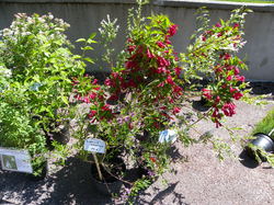 Foire aux plantes 2014