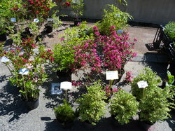 Foire aux plantes 2014