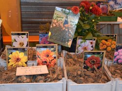 Foire aux plantes 2017