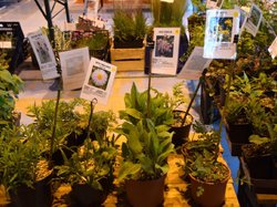 Foire aux plantes 2017