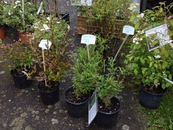 Foire aux plantes 2017