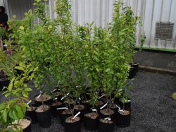 Foire aux plantes 2017