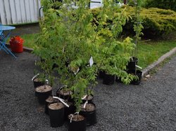 Foire aux plantes 2017