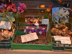 Foire aux plantes 2017