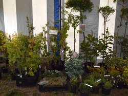 Foire aux plantes 2017