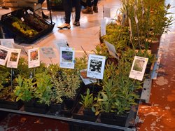 Foire aux plantes 2017