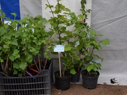 Foire aux plantes 2017