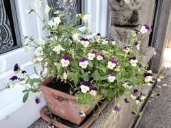 Visite exposition Raymond Rochette