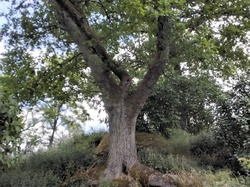 Visite exposition Raymond Rochette