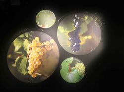 Voyage 2025 Cité des Climats