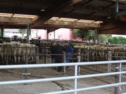 vVoyage annuel 2014 Brionnais