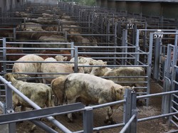 vVoyage annuel 2014 Brionnais